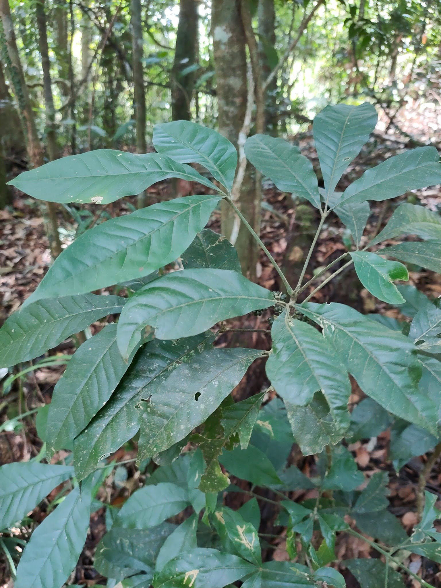 Melicope pteleifolia